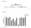 Fig. 09 - CONSTRUCT FOR EPIGENETIC MODIFICATION AND ITS USE IN THE SILENCING OF GENES