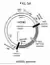 Fig. 08 - EDITING MITOCHONDRIAL DNA