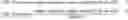 Fig. 02 - Gold optimized CAR T-cells