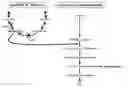 Fig. 01 - Plasmid addiction system to drive desired gene expression