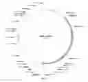 Fig. 07 - Plasmid addiction system to drive desired gene expression
