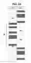 Fig. 04 - Chromosomal analysis by molecular karyotyping