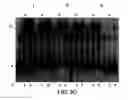 Fig. 45 - PRIMERS AND METHODS FOR THE DETECTION AND DISCRIMINATION OF NUCLEIC ACIDS