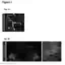 Fig. 02 - Method to identify key markers of human pluripotent cell-derived somatic cells that predict molecular similarity to in vivo target cells