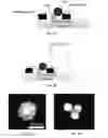 Fig. 09 - Single-particle bridge assay for amplification-free electrical detection of ultralow-concentration biomolecules and non-biological molecules