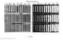 Fig. 05 - Multilayer UAS Image Ortho-Mosaics for Field-Based High-Throughput Phenotyping