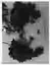 Fig. 02 - Grapevine named 'SV28-100-849