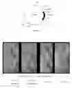Fig. 12 - Use of Herbicide-tolerant Protein