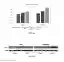 Fig. 08 - COMPOSITION FOR INCREASING EXPRESSION OF PGC-1alpha