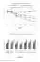 Fig. 12 - COMPOSITION FOR INCREASING EXPRESSION OF PGC-1alpha
