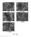 Fig. 27 - COMPOSITION FOR INCREASING EXPRESSION OF PGC-1alpha