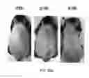 Fig. 31 - COMPOSITION FOR INCREASING EXPRESSION OF PGC-1alpha