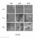 Fig. 32 - COMPOSITION FOR INCREASING EXPRESSION OF PGC-1alpha