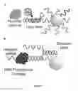 Fig. 02 - Delivery of oligonucleotide-functionalized nanoparticles