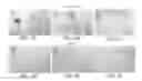 Fig. 02 - Device including biological agents for in vitro induction of biomineralization