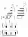 Fig. 07 - CHIMERIC ANTIGEN RECEPTORS AND METHODS OF THEIR USE