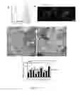 Fig. 03 - Small molecule compound composition that efficiently induces differentiation of human pluripotent stem cells into myocardial cells