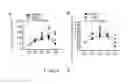 Fig. 04 - Small molecule compound composition that efficiently induces differentiation of human pluripotent stem cells into myocardial cells