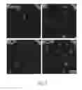 Fig. 03 - REPROGRAMMING CARDIOMYOCYTES WITH ONE TRANSCRIPTION FACTOR