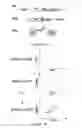 Fig. 02 - Cleavable nucleic acid linkers for protein quantification ratioing