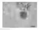 Fig. 01 - Fusions and method for detecting same