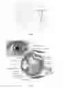 Fig. 02 - TERMINAL DEVICE, IRIS RECOGNITION APPARATUS AND IRIS RECOGNITION METHOD