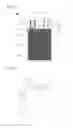Fig. 02 - Battery cell including tab and lead having compact joint structure
