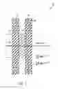 Fig. 04 - Shared spectrum synchronization design