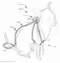 Fig. 01 - Pet harness devices