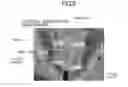 Fig. 07 - Scrotal sheet