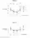 Fig. 08 - Scrotal sheet