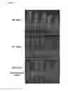 Fig. 04 - METHODS OF TREATING INFLAMMATORY BOWEL DISEASE AND PARASITE INFECTION