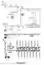 Fig. 86 - Branched multi-functional macromonomers and uses thereof