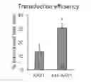 Fig. 01 - Hybrid System for Efficient Gene Delivery to Cells of the Inner Ear