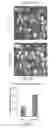 Fig. 08 - Hybrid System for Efficient Gene Delivery to Cells of the Inner Ear