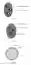 Fig. 02 - Artificial tissue progenitor and method for preparing the same