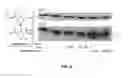 Fig. 05 - Compositions useful in therapy of autophagy-related pathologies, and methods of making and using the same