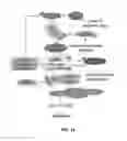 Fig. 12 - Compositions useful in therapy of autophagy-related pathologies, and methods of making and using the same