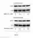 Fig. 33 - Compositions useful in therapy of autophagy-related pathologies, and methods of making and using the same