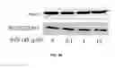 Fig. 35 - Compositions useful in therapy of autophagy-related pathologies, and methods of making and using the same