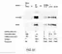 Fig. 22 - BIOPARTICLE ISOLATION AND THERAPEUTIC APPLICATION THEREOF