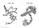 Fig. 06 - Astexin peptides