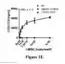Fig. 04 - Isolated human mesenchymal stem cell expressing a bispecific antibody that binds CD33 and CD3 and method of using to treat cancer