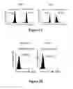 Fig. 05 - Isolated human mesenchymal stem cell expressing a bispecific antibody that binds CD33 and CD3 and method of using to treat cancer