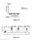 Fig. 09 - Isolated human mesenchymal stem cell expressing a bispecific antibody that binds CD33 and CD3 and method of using to treat cancer