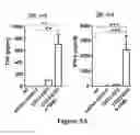 Fig. 11 - Isolated human mesenchymal stem cell expressing a bispecific antibody that binds CD33 and CD3 and method of using to treat cancer