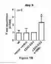 Fig. 12 - Isolated human mesenchymal stem cell expressing a bispecific antibody that binds CD33 and CD3 and method of using to treat cancer