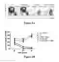 Fig. 13 - Isolated human mesenchymal stem cell expressing a bispecific antibody that binds CD33 and CD3 and method of using to treat cancer