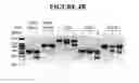 Fig. 08 - Frizzled5 protein-binding agents