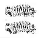 Fig. 02 - Polypeptide selectively binding to immunoglobulin G of mouse or rabbit and use thereof